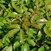 Compact Oregon Grape Holly #5 - Image 3